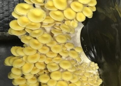 mushroom growing specialists UK